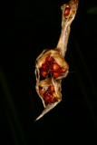 Dierama pulcherrimum RCP9-06 100.jpg